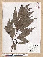 Machilus zuihoensis Hayata 香楠