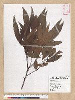 Machilus zuihoensis Hayata 香楠