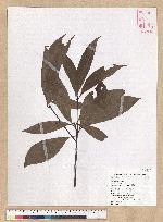 Machilus zuihoensis Hayata 香楠
