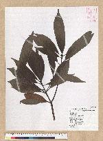 Machilus zuihoensis Hayata 香楠