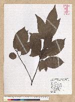 Machilus zuihoensis Hayata 香楠