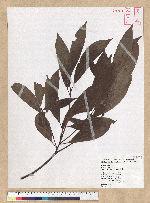Machilus zuihoensis Hayata 香楠
