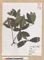 Neolitsea konishii (Hayata) Kanehira & Sasaki 五掌楠