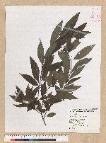 Litsea cubeba (Lour.) Persoon 山胡椒