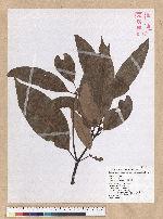 Machilus mushaensis Lu 霧社楨楠