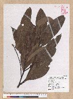 Machilus mushaensis Lu 霧社楨楠