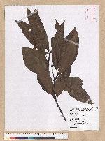 Machilus mushaensis Lu 霧社楨楠