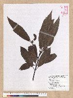 Machilus mushaensis Lu 霧社楨楠