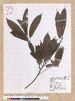Machilus mushaensis Lu 霧社楨楠