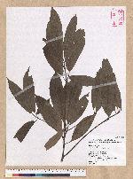 Machilus mushaensis Lu 霧社楨楠