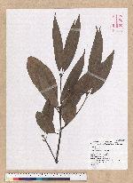 Machilus mushaensis Lu 霧社楨楠
