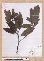 Machilus mushaensis Lu 霧社楨楠