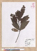 Machilus mushaensis Lu 霧社楨楠