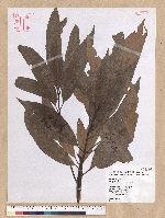 Machilus mushaensis Lu 霧社楨楠