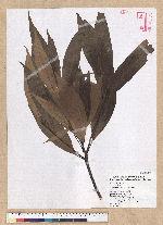Machilus mushaensis Lu 霧社楨楠