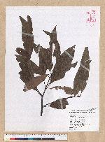 Machilus mushaensis Lu 霧社楨楠