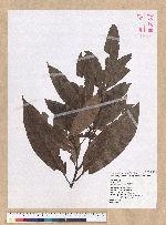 Machilus mushaensis Lu 霧社楨楠