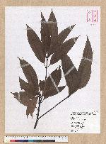 Machilus mushaensis Lu 霧社楨楠