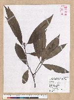 Machilus mushaensis Lu 霧社楨楠