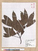 Machilus mushaensis Lu 霧社楨楠