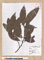 Machilus mushaensis Lu 霧社楨楠