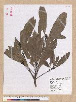 Machilus mushaensis Lu 霧社楨楠