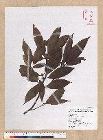 Machilus mushaensis Lu 霧社楨楠