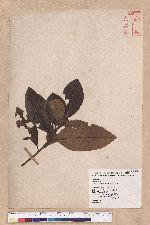 Litsea akoensis Hayata 屏東木薑子