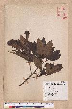 Litsea akoensis Hayata 屏東木薑子