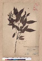 Cyclobalanopsis longinux (Hayata) Schott. 錐果櫟