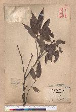 Cyclobalanopsis longinux (Hayata) Schott. 錐果櫟