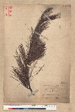 Pinus armandii Franchet var. masteriana Hayata 臺灣華山松
