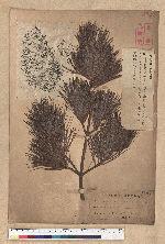 Pinus armandii Franchet var. masteriana Hayata 臺灣華山松