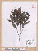 Castanopsis carlesii (Hemsl.) Hayata 長尾栲