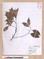Cryptocarya chinensis (Hance) Hemsl. 厚殼桂