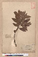 Quercus championi Benth. 嶺南青岡櫟