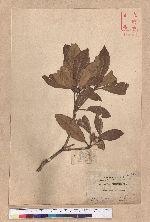 Quercus championi Benth. 嶺南青岡櫟