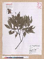 Cyclobalanopsis glauca (Thunb.) Oerst. 青剛櫟