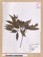 Cyclobalanopsis hypophaea (Hayata) Kudo 灰背櫟
