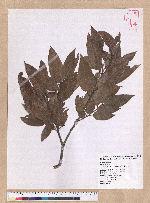 Quercus tatakaensis Tomiya 銳葉高山櫟