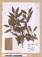 Cinnamomum insulari-montanum Hayata 山肉桂(台灣肉桂)