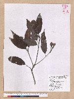 Cyclobalanopsis stenophylloides (Hayata) Kudo & Masamune ex Kudo 狹葉櫟