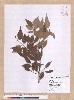 Cinnamomum brevipedunculatum C. E. Chang 小葉樟