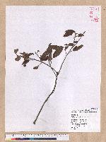 Quercus tatakaensis Tomiya 銳葉高山櫟