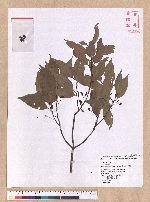 Cinnamomum insulari-montanum Hayata 山肉桂(台灣肉桂)
