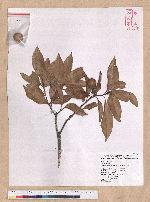 Pasania ternaticupula (Hayata) Schott 三斗石櫟