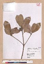 Cyclobalanopsis championii (Benth.) Oerst. ex Schott. 嶺南椆