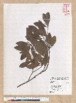 Machilus obovatifolia (Hayata) Kanehira & Sasaki 倒卵葉楠