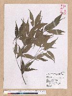 Pasania shinsuiensis (Hayata & Kanehira) Nakai 浸水營石櫟