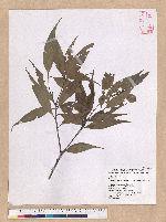Pasania shinsuiensis (Hayata & Kanehira) Nakai 浸水營石櫟